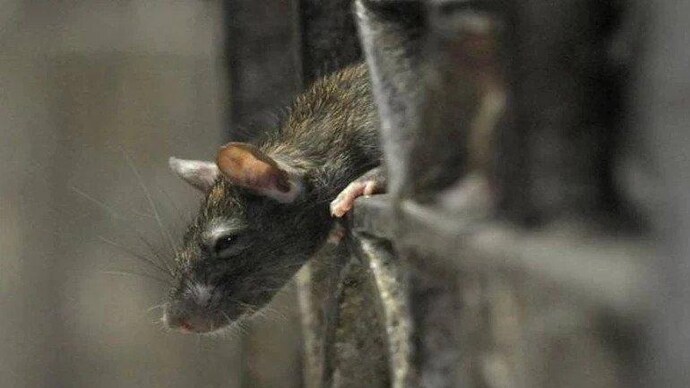 rodent control Croydon